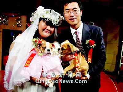 婚礼上,斗牛犬被当作伴郎伴娘(照片由二人朋友周明骅提供)