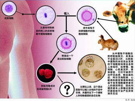 英国科学家培育出首个人兽混合胚胎 已成活三天