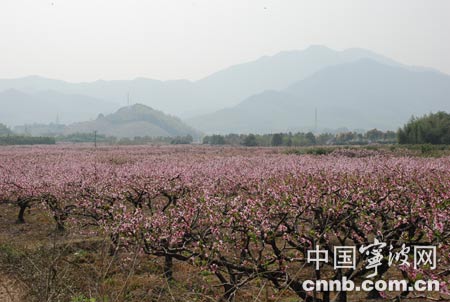 2008年中国·奉化桃花节隆重开幕