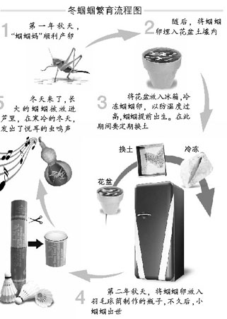 揭秘北京"蝈蝈基地":要吃羊肝还住冰箱(图)