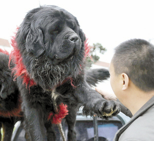 老虎?还是狮子?天价藏獒现身花鸟市场