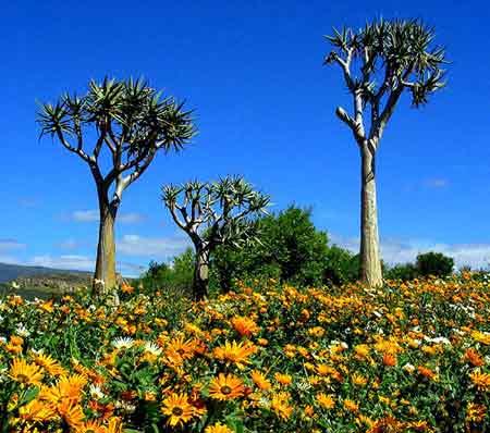 走进南非 七彩花国-好望角自然保护区,南非,芦