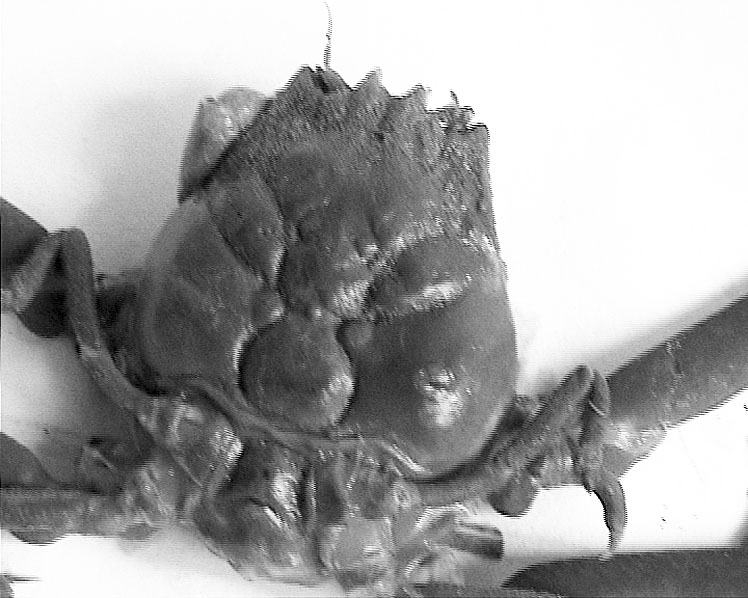 蟹壳酷似人脸 小螃蟹长了"关公脸"