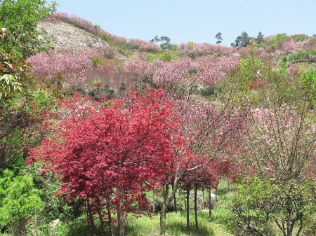 四明山红枫樱花节开幕 千名游客四明赏红枫