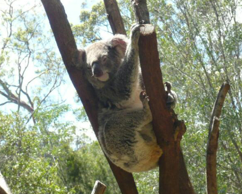 可爱又玩皮的考拉熊很喜欢爬树玩耍,还喜欢在树上睡觉,一天能睡18个