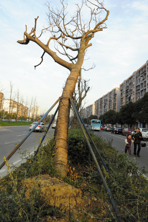 通途路去年新栽行道树死了一大半 栽树季节不