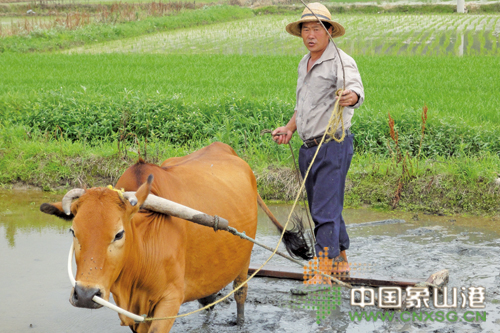 老黄牛耙田-新闻中心-中国宁波网