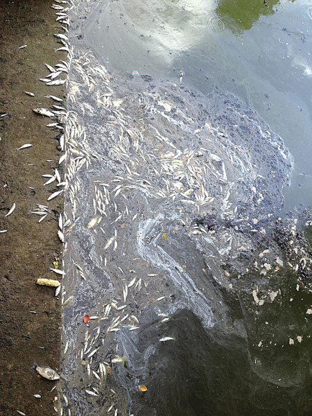 北仑霞浦一河道出现大量死鱼系河水富营养化所致