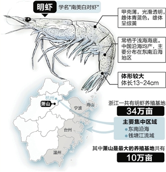 东南沿海明虾遭遇无妄之灾 价格飙到25-28元/斤