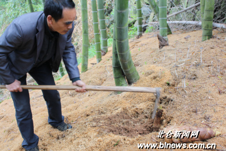 共同杨岙村民忙着挖春笋 今年春笋产量低了