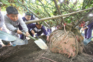 华茂外国语学校:"大番薯"实现成长育人双丰收