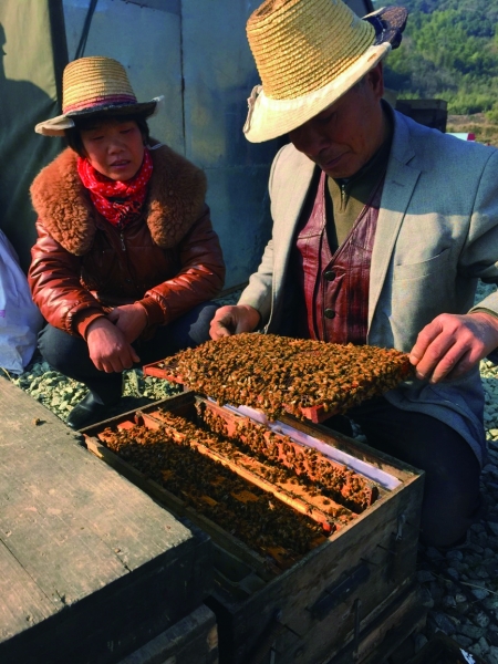 漂泊养蜂人四海追花酿甜蜜