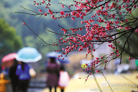 九龙湖烟雨蒙蒙,雨中赏梅.