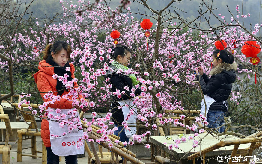 也是拼了!成都农家乐扎假桃花吸引游客_中国宁