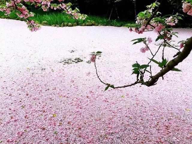 风刮落无数樱花,漂浮水上,形成一条唯美的花瓣河.