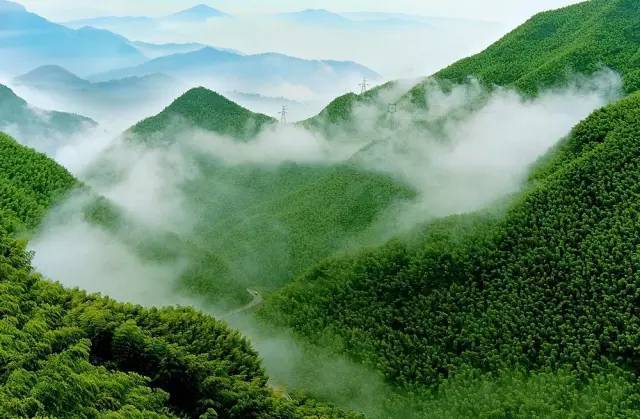 走在竹林小道上,路两边是挺拔青翠的竹海,享受山间清新的空气,让人