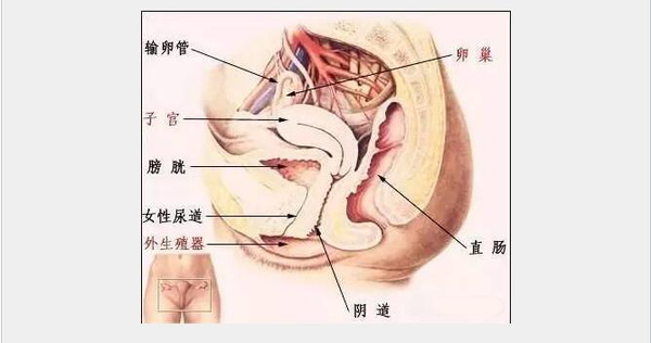 子宫韧带牵扯疼的特点