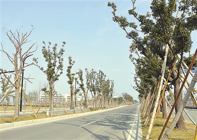 图为宁波南部滨海新区道路两侧的香樟树.(陈章升蒋攀摄)