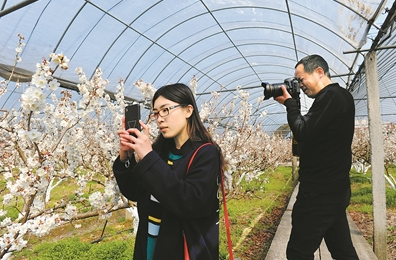 胡启敏 通讯员 郑拓)阳春三月,百花盛开,眼下,横溪镇金鹅湖沿线赏花