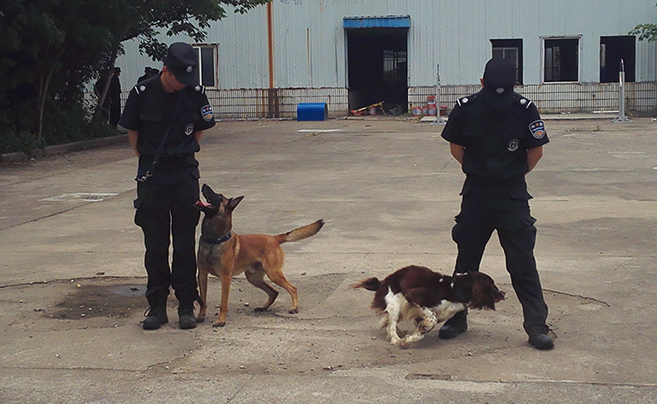 走进警犬基地 揭秘宁波警犬中的"高考状元"是这样炼成的