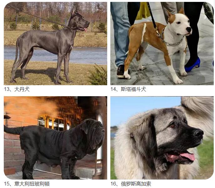 这28种烈性犬禁止饲养-鄞州新闻网-中国