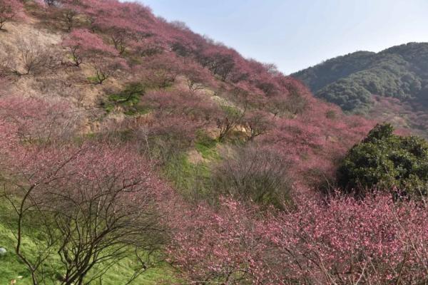 奉化新建梅花迎春盛开 趁春节长假可以走起