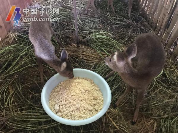探秘宁波唯一的獐子养殖基地 獐宝能卖5000元一斤