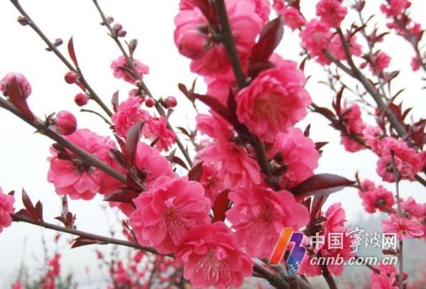 桃树开白花宁波首次引种观赏花桃打造最靓桃花风景线