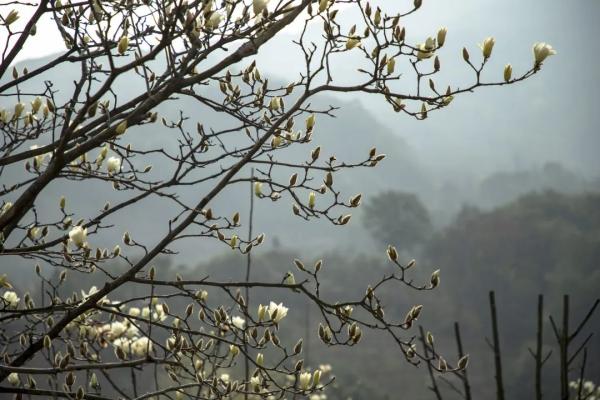 首页精彩图片 这几日,除了市区的玉兰花大道,奉化区锦屏街道长岭村