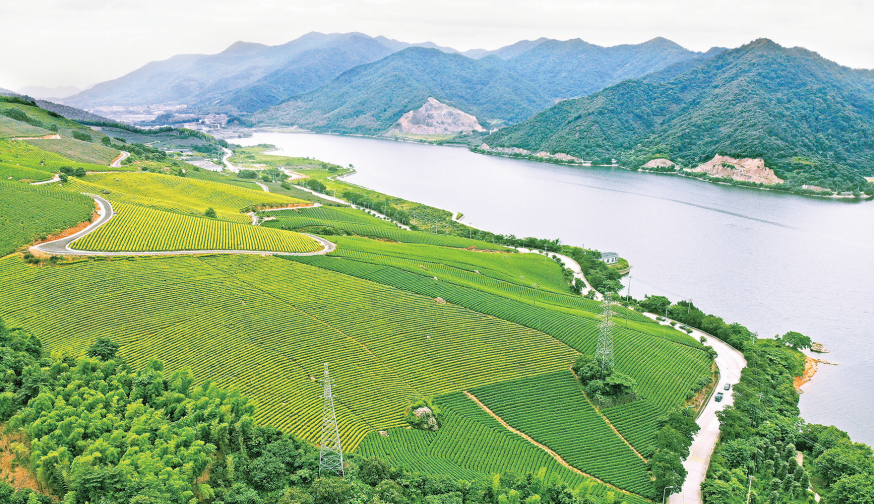 横溪镇金鹅湖畔茶山鸟瞰. 记者 李超 摄