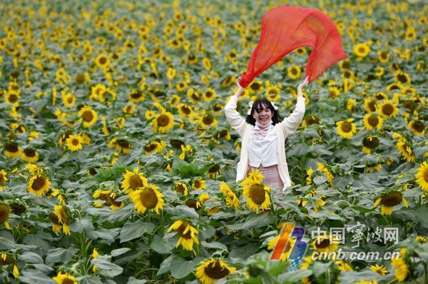 秋日花海醉游人 新闻中心 中国宁波网