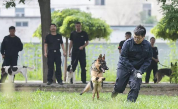 中國警察學院警犬_中國警犬學院_中國警官學院警犬